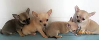 la petite annonce superbes chiots chihuahua pure race poils courtstaille stand sur Sibesoin.com / aast (64460)