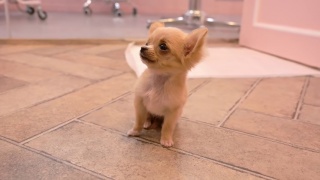 la petite annonce Chihuahua sur Sibesoin.com / paris 08 (75008)