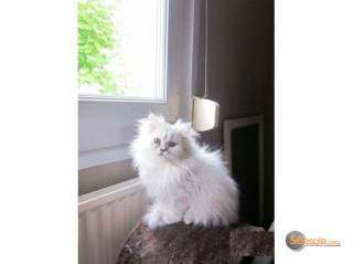 la petite annonce adorable chaton de type persan chinchilla sur Sibesoin.com / aast (64460)