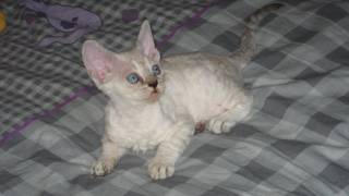 la petite annonce superbes chatons devon rex (chat frise ) sur Sibesoin.com / meximieux (01800)