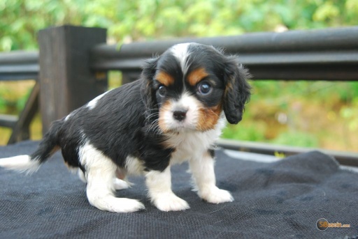 Sibesoin.com petite annonce gratuite Chiot cavalier king charles spaniel 