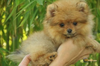 Sibesoin.com petite annonce gratuite 1 Chiot spitz nain à adopter