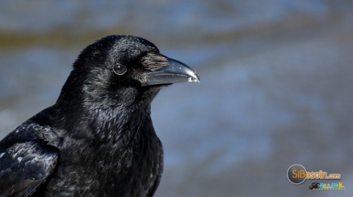 Sibesoin.com petite annonce gratuite Le corbeau. Un oiseau très intelligent.