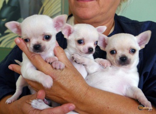 Sibesoin.com petite annonce gratuite 1 Don chiots chihuahua