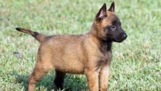 Sibesoin.com petite annonce gratuite 1 Chiots berger malinois