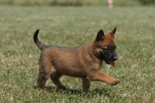 Sibesoin.com petite annonce gratuite 2 Chiots berger malinois