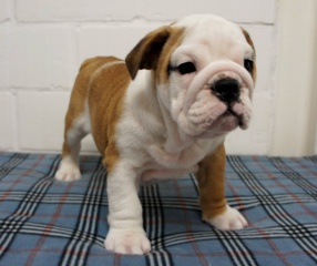 la petite annonce Superbe bulldog anglais pedigree sur Sibesoin.com / campistrous (65300)