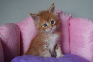 Sibesoin.com petite annonce gratuite 1  chatons main coon loof
