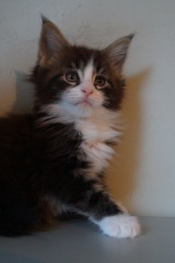 Sibesoin.com petite annonce gratuite 2  chatons main coon loof