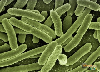 Sibesoin.com petite annonce gratuite 1 Le triclosan favorise la tolérance des bactéries aux antibiotiques