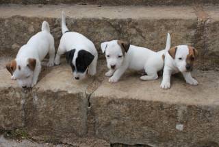 Sibesoin.com petite annonce gratuite 1 Jack russell lof