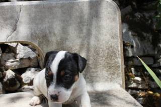 Sibesoin.com petite annonce gratuite 2 Jack russell lof