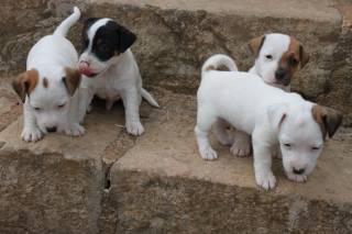 Sibesoin.com petite annonce gratuite 3 Jack russell lof