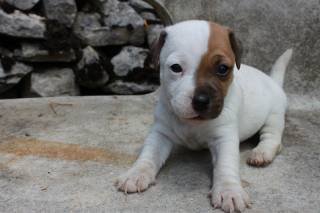 Sibesoin.com petite annonce gratuite 5 Jack russell lof