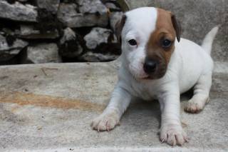 Sibesoin.com petite annonce gratuite 6 Jack russell lof