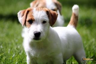 Sibesoin.com petite annonce gratuite 1 craquant chiot jack russell terrier recherche foyer id&eacut