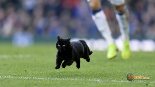 Sibesoin.com petite annonce gratuite Chat noir dans un match de foot