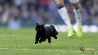Sibesoin.com petite annonce gratuite 1 Chat noir dans un match de foot