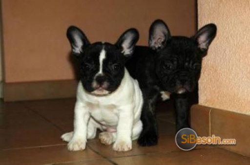 Sibesoin.com petite annonce gratuite  magnifiques bouledogue français lof