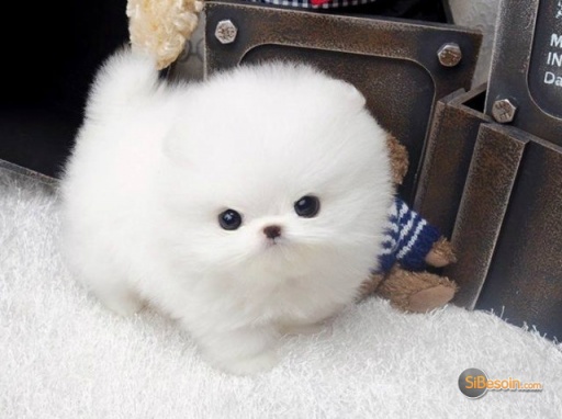 Sibesoin.com petite annonce gratuite A donner chiot pomeranien teacup blanc