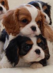 la petite annonce Chiots cavalier king charles disponible sur Sibesoin.com / lyon 01 (69001)