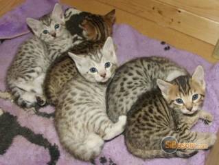 Sibesoin.com petite annonce gratuite 2 a donner magnifique chatons bengale