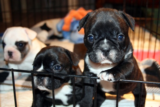 Sibesoin.com petite annonce gratuite Chiots bouledogue francais males et femelles