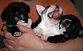 Sibesoin.com petite annonce gratuite 2 Chiots bouledogue francais males et femelles