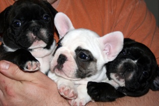 Sibesoin.com petite annonce gratuite 3 Chiots bouledogue francais males et femelles