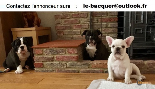 Photo de l'annonce  adoption de chiots bulldog anglais lof âgé de trois mois 1uGG9qXzvU81F433C9R3
