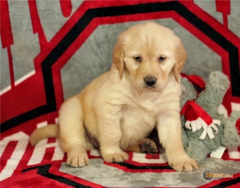 Sibesoin.com petite annonce gratuite Magnifiques chiots golden retriever