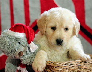 Sibesoin.com petite annonce gratuite 2 Magnifiques chiots golden retriever