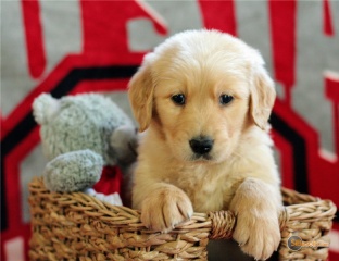 Sibesoin.com petite annonce gratuite 4 Magnifiques chiots golden retriever