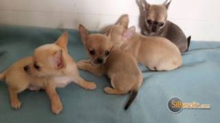 Sibesoin.com petite annonce gratuite 2 superbes chiots chihuahua pure race poils courtstaille stand