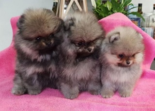 Sibesoin.com petite annonce gratuite 1 Magnifiques chiots spitz nain poméranien pure race