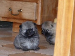 Sibesoin.com petite annonce gratuite 2 Magnifiques chiots spitz nain poméranien pure race