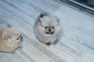 Sibesoin.com petite annonce gratuite 3 Magnifiques chiots spitz nain poméranien pure race
