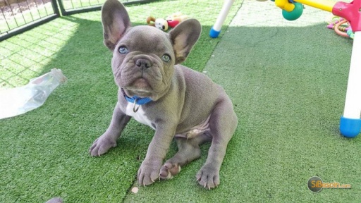 Sibesoin.com petite annonce gratuite Deux chiot bouledogue français a donner