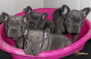 Sibesoin.com petite annonce gratuite 3 Deux chiot bouledogue français a donner