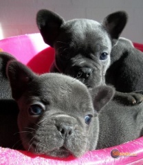 Sibesoin.com petite annonce gratuite 5 Deux chiot bouledogue français a donner