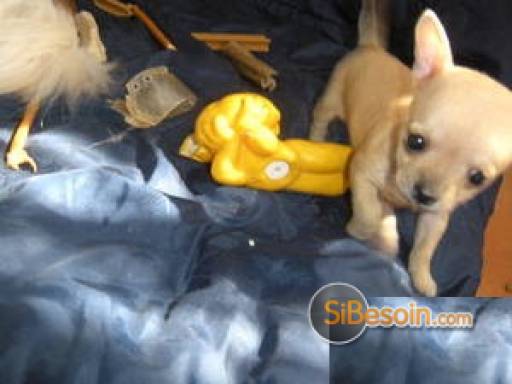 Sibesoin.com petite annonce gratuite très petite femelle chihuahua lof