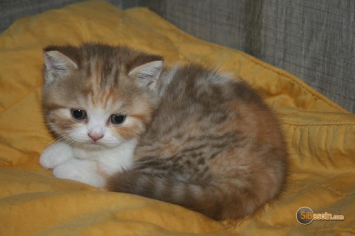 Sibesoin.com petite annonce gratuite Adorable chatonne british shorthair