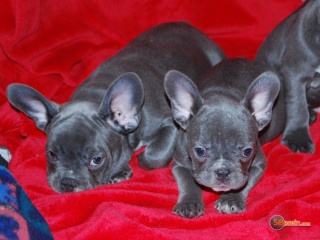 la petite annonce Beaux et jolies chiots bouledogue francais lof sur Sibesoin.com / Le Blanc-Mesnil