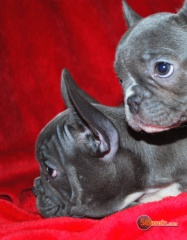Sibesoin.com petite annonce gratuite 2 Beaux et jolies chiots bouledogue francais lof