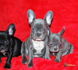 Sibesoin.com petite annonce gratuite 3 Beaux et jolies chiots bouledogue francais lof