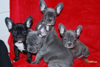 Sibesoin.com petite annonce gratuite 4 Beaux et jolies chiots bouledogue francais lof