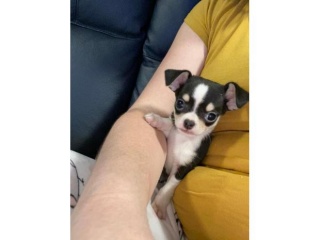 la petite annonce Chiot chihuahua a donne pour adoption sur Sibesoin.com / le mans (72000)