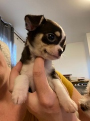 Sibesoin.com petite annonce gratuite 2 Chiot chihuahua a donne pour adoption