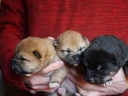 Sibesoin.com petite annonce gratuite Sublimes chiots shiba inu pure race