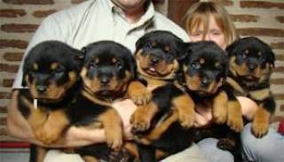 la petite annonce magnifiques chiots rottweiler pure race  sur Sibesoin.com / montpellier (34000)